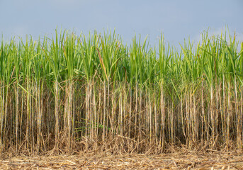 Sugarcane plantations,the agriculture tropical plant in Thailand