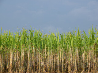 Sugarcane plantations,the agriculture tropical plant in Thailand