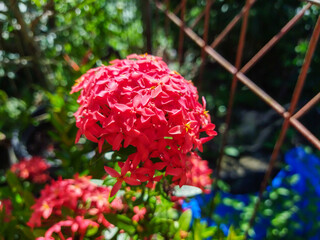 Close up - Ixora chinensis, commonly known as Chinese ixora, is a species of plant of the genus Ixora