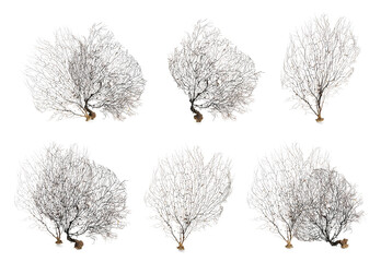 Set with beautiful corals on white background
