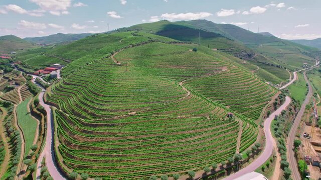 Wine growing and Vineyards in Peso da R&eacute;gua and Pinh&atilde;o, Douro Valley, Portugal. Beautiful sunrise over the massive landscapes of green cultivation of vines a World Heritage Site in 4K.