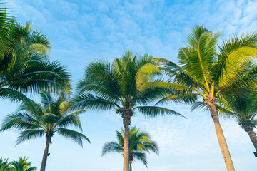 Fototapeta na wymiar coconut palm tree with beautiful blue sky