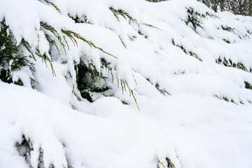 Snow covered juniper bushes in a winter garden, cold pattern and texture as a nature background
