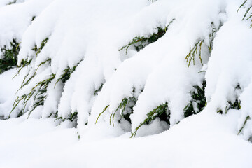 Snow covered juniper bushes in a winter garden, cold pattern and texture as a nature background
