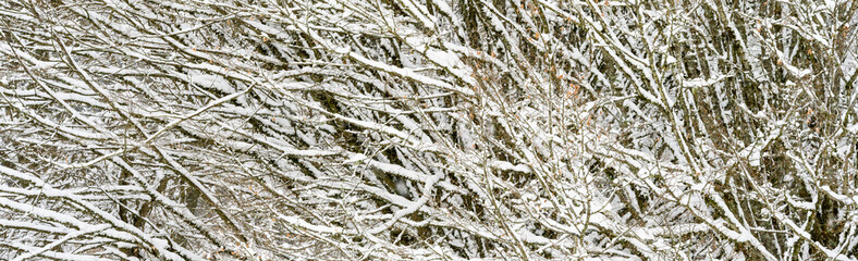 Snow covered leafless deciduous tree, frozen patterns and texture as a nature background

