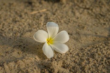 Fototapeta na wymiar white frangipani flowers on the sand