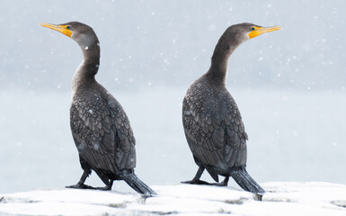 two cormorant  birds in snow