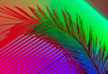 Palm tree leaves on abstract background with podiums in neon light. Trendy geometric shapes for products. Violet and green gradient light. Minimalism, 90s, 80s concept.