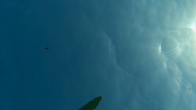 Upward view of boga fish swimming underwater in blue sea water under surface. Slow motion