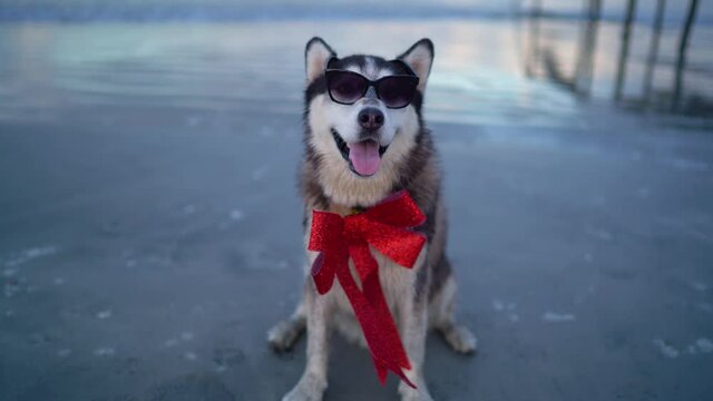 Happy husky dog with sun glasses and a red bow on the beach.  Tropical new year suit  Happy New Year. Merry Christmas, gifts Christmas presents xmas santa claus.