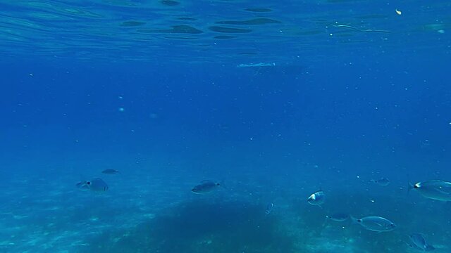 Undersea view of Saddled bream fish colony swimming in blue natural marine environment. Slow motion