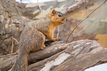 a brown fox squirrel sitting on a branch alone