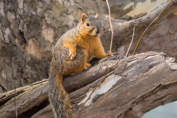 a brown fox squirrel sitting on a branch alone