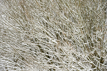 Snow covered leafless deciduous tree, frozen patterns and texture as a nature background
