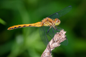 orange meadowhawk dragonfly perched on a plant leaf isolated