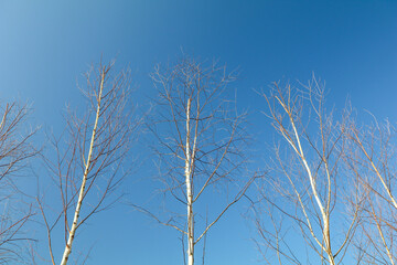 birch tree
