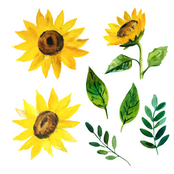 Watercolor bright sunflowers and leaf elements isolated on white background