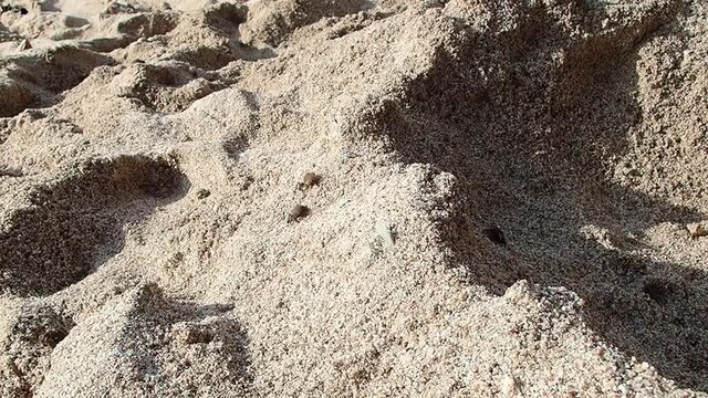 Timelapse of hermit crabs in the sand