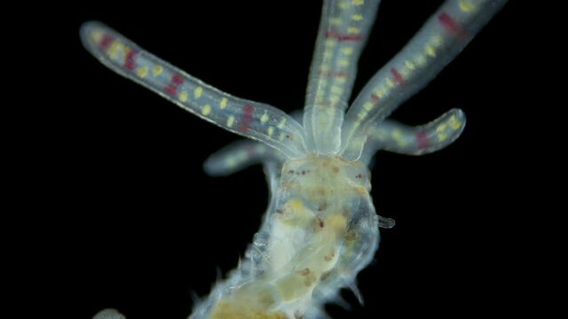 Worm Polychaeta of family Terebellidae under the microscope, phylum Annelida. Possibly late larval stage. Red sea