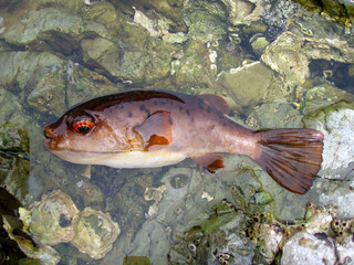Red-eyed puffer landed by fishing on a rocky shore....