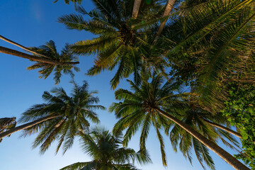 Fototapeta na wymiar Bottom view to tropical palm trees leaf and sky Natural exotic photo frame Leaves on the branches of coconut palm trees against the blue sky in sunny summer day