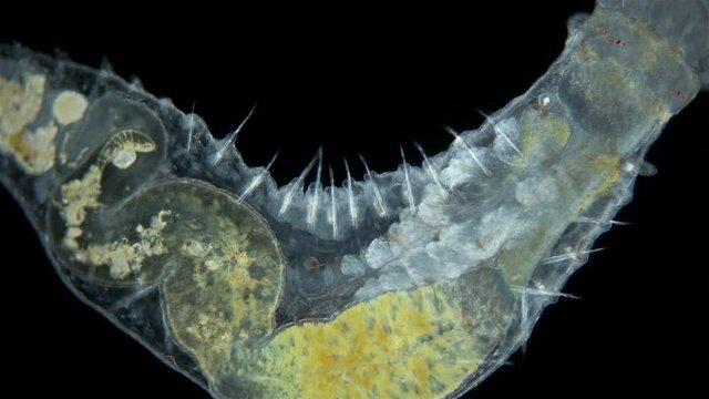Worm Polychaeta of family Terebellidae under the microscope, phylum Annelida. Possibly late larval stage. Internal organs close-up. Red sea