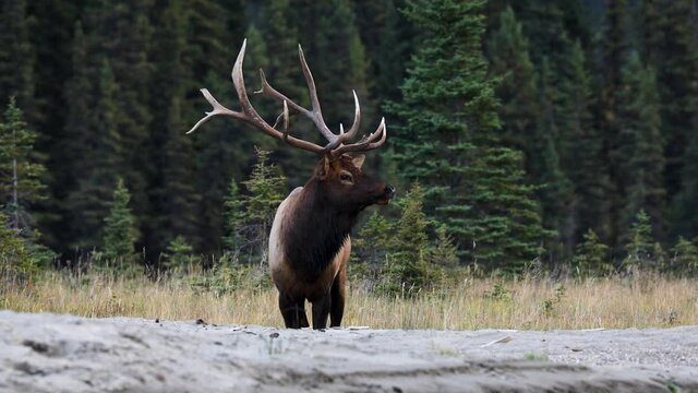 Close up shot of regal male elk with trophy antlers on river bank