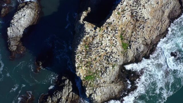 cenital shot birds seagulls topocalma beach, stone of the wind litueche puertecillo matanzas windsurfing spot surfing spot. CHile drone shot