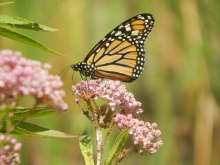 monarch butterfly on flower