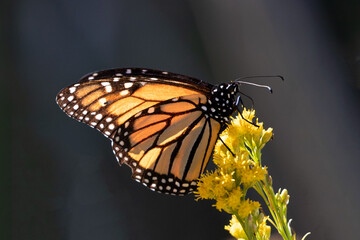 Monarch Butterfly in Pismo Beach Monarch Butterfly Grove on the Central Coast of California USA