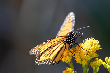 Monarch Butterfly in Pismo Beach Monarch Butterfly Grove on the Central Coast of California USA