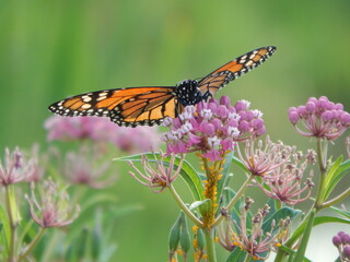 monarch butterfly on flower