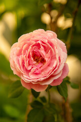 Obraz premium pink rose close-up on a green background