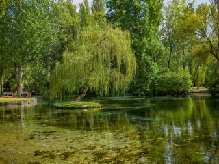 weeping willow in a small lake in Umbria