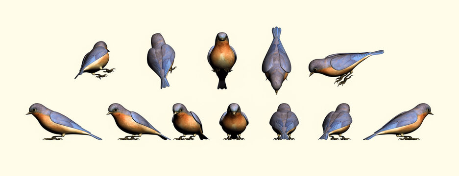Cute bird 3d model from different angles, sparrow 3d model, bird matte painting for vfx and movie production projects