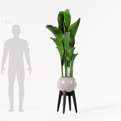 Decorative banana tree planter in black ceramic pot isolated on white background, wooden stand.