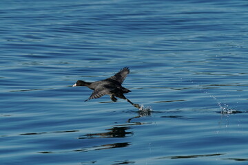 eurasian coot in the sea