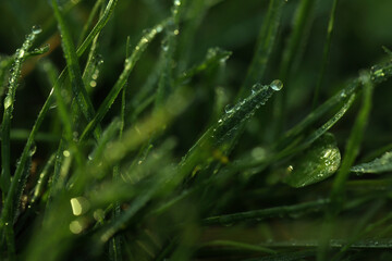 Obraz premium Green grass with morning dew outdoors, closeup