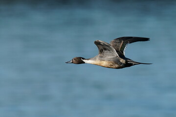 northern pintail in the sea