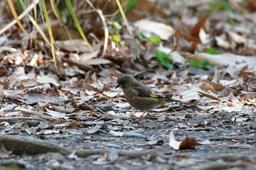 oriental greenfinch on the ground