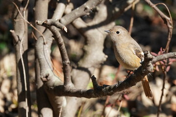 daurian redstart in the forest