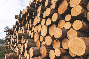 deforestation for roads, wood harvesting, wood as a renewable biological resource, deforestation area for highways, construction of toll roads, land acquisition for the construction of a major road