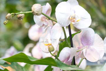 white orchid phalaenopsis in the greenhouse close-up, blurred background, selective focus, breeding of rare species of orchids