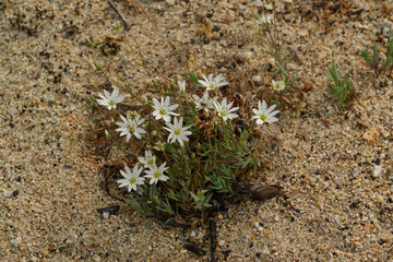 Flora of Russian Far East: White star-shaped flowers of Stellaria  fischeriana (Stellaria florida, starwort, stitchwort or chickweed), Jack London Lake,  Magadan region