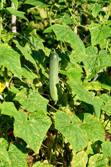 Long green cucumber among fresh green leaves in the vegetable garden