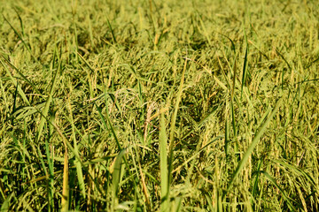 Background/texture from a golden yellow field as the rice is ripe and ready to be harvested.