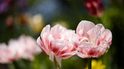 two beautiful tulips close-up on a blurred background in the summer garden. panoramic natural banner with place for text