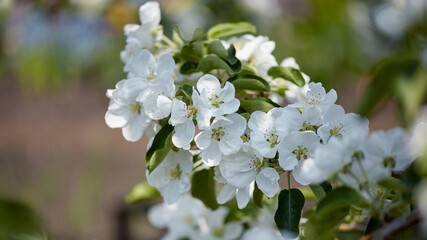 panoramic natural banner. a large branch of an apple tree with green leaves close-up on a blurred background. delicate white flowers, blooming spring garden, copy space