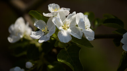 panoramic natural banner. large white flowers of an apple tree with green leaves close-up on a blurred background. blooming spring garden, selective focus