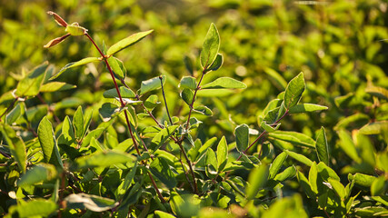 panoramic nature banner. beautiful green branch of a honeysuckle bush on a blurred background. plant close-up. summer garden in the rays of the setting sun, magic light